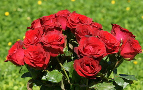 Красные розы в букете на фоне травы