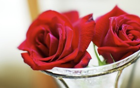 Красные розы в стеклянной вазе на восьмое марта