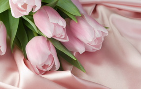 Tulips and Silk on March 8