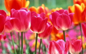 Tulips on March 8