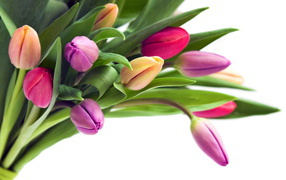 Tulips on a white background as a gift on March 8