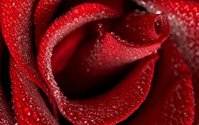Wet red rose closeup on March 8