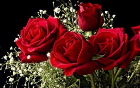  Red roses on March 8 on a black background