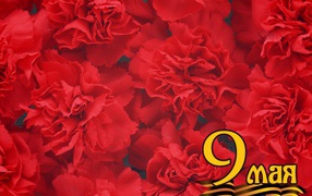 Background of red flowers in the May 9 Victory Day