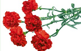 Гвоздики в День Победы 9 мая