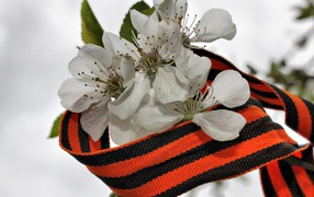 Весенний цвет в День Победы 9 мая