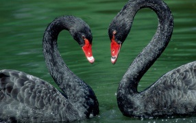 Пара лебедей на День Святого Валентина 14 февраля