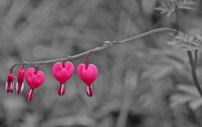 Бутоны на ветке на День Святого Валентина 14 февраля