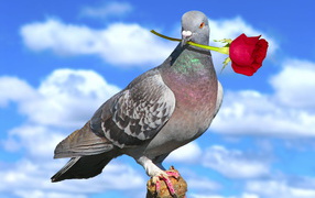 Dove with a rose on Valentine's Day