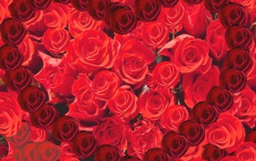 Сердце из роз на День Святого Валентина