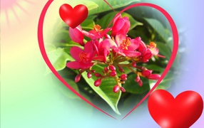 Великолепные цветы на День Святого Валентина