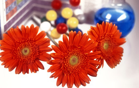 Снова в школу День знаний 1 сентября