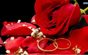 Красная роза и свадебные кольца на чёрном фоне