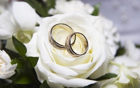 Обручальные кольца на белой розе