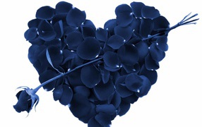 Синяя роза и сердце из лепестков роз