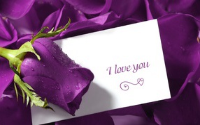 Purple rose and a declaration of love