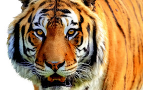  Полосатый рейс