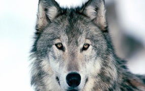 Весьегонская волчица