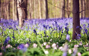 Голубые цветы в лесу