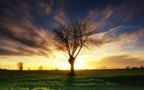 Умершее дерево