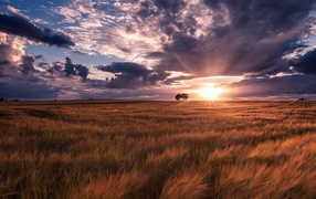 Ковыль под тучами