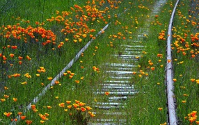 Flowers overgrown old road