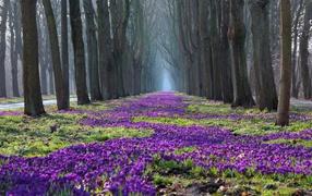 Лесные жители