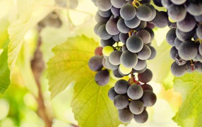 Grapes with yellow listyami