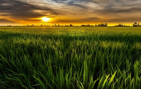 Cочная растительность