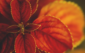 Макро природа