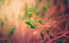 Новый завод