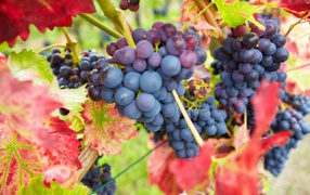 Red grapes in listyah