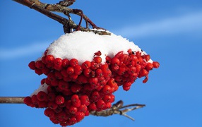 Rowan branch under snow