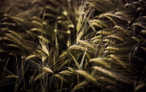 Kолоски просто