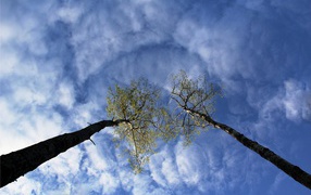 Вершины деревьев в облаках