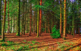 Деревья в весеннем лесу