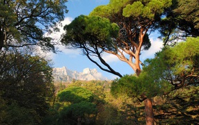 Белые вершины гор