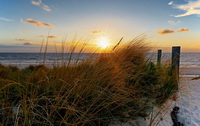 Трава на пляже