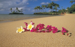 Цветы на Гавайском пляже