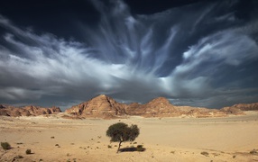 Одинокое дерево в пустыне