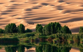 Оазис в пустыне