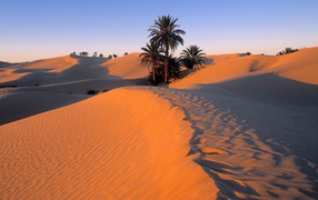 Palm trees in the desert sand