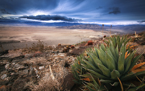 Растительность в пустыне