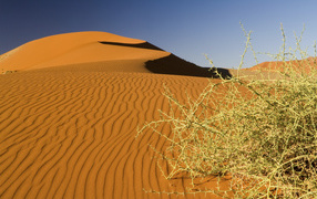 Дикая пустынная колючка