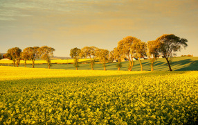 Деревья среди поля