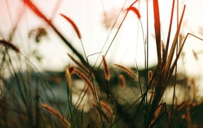 Близкое поле