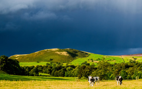 Коровы в поле