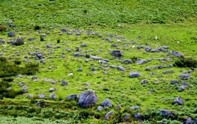 Английская природа