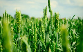 Зеленые колоски пшеницы