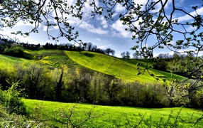 Green spring meadows
